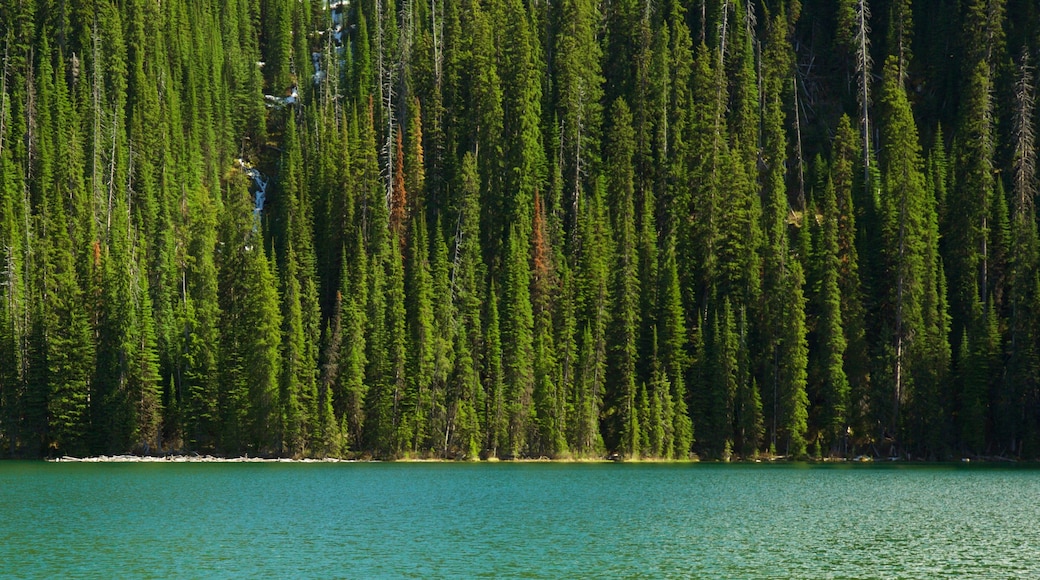 Top of the World Provincial Park which includes a lake or waterhole and forest scenes