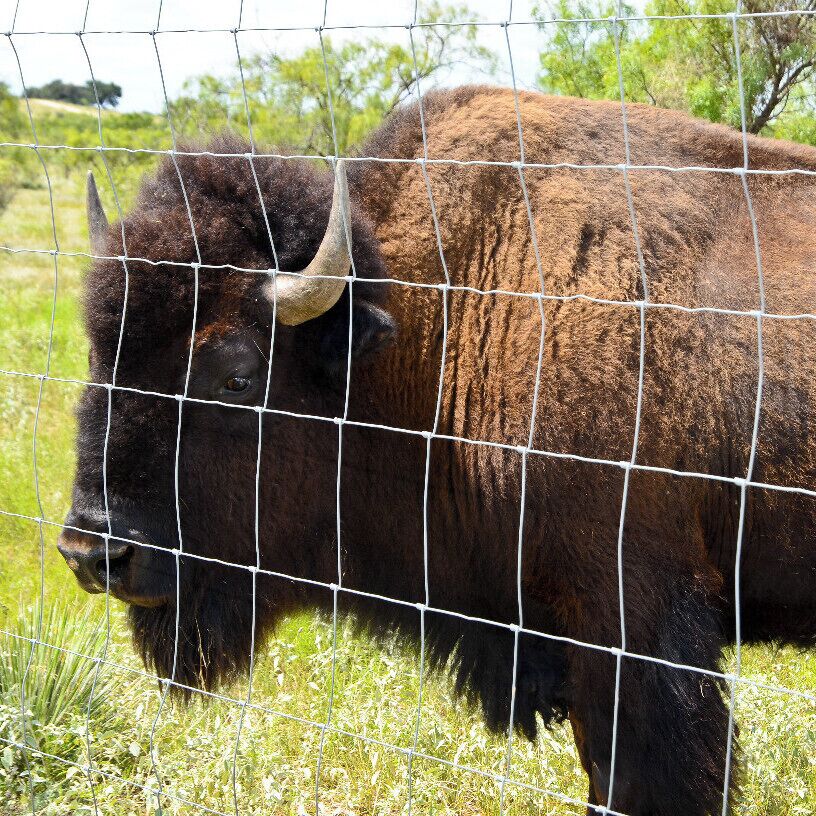 Mini Takes the States 2014 Road Rally Lubbock to Austin Leg:

Give me a home where the bison roam ?
The animal that most Americans call a buffalo is actually a bison ! 

Bison are native to North and South America while Buffalo are native to Asia and Africa. 

Bison have a huge hump on their back, Buffalo... no hump. 

Bison have short sharp horns they use for defense. A buffalo's horns are not as sharp and are longer. 

And that's no load of  Bison Chips or my name isn't Bison Bill !

#MTTS2014 #minitakesthestates #go11