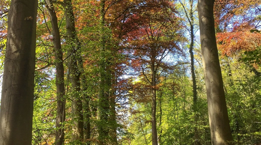 A walk in the Geulpark,near Schaloen castle in Valkenburg,NL