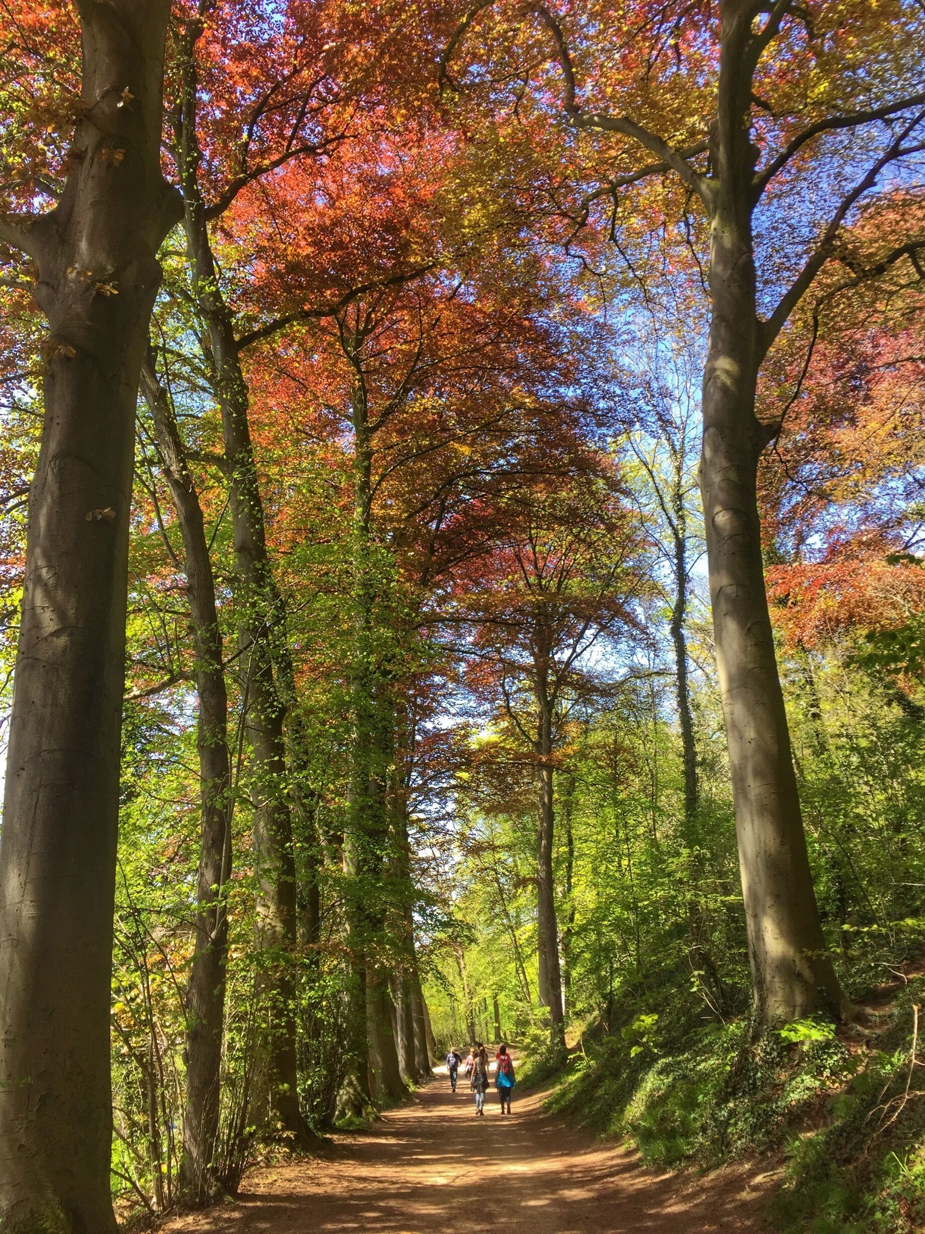 A forest path with tall trees and colorful autumn leaves.