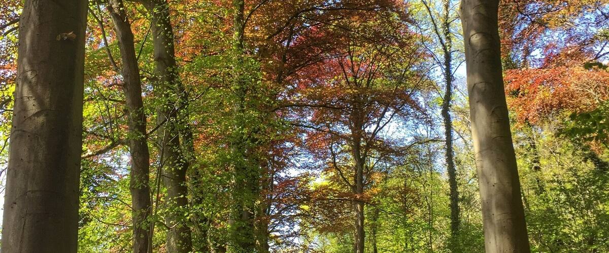 A forest path with tall trees and colorful autumn leaves.