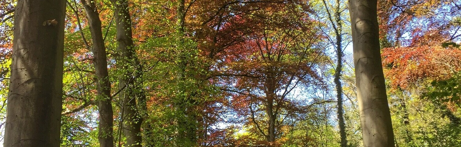 A forest path with tall trees and colorful autumn leaves.