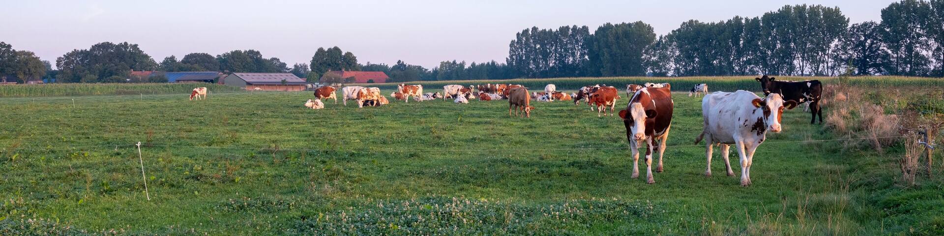 red and white spotted cows near farm between maashees and boxmeer in brabant