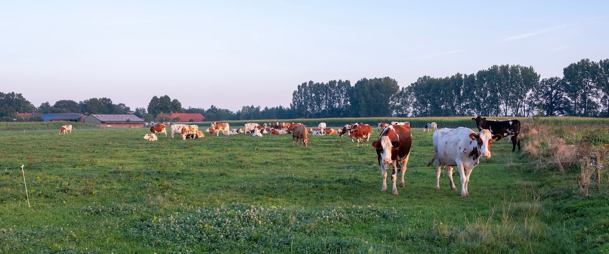 A grassy field with cows grazing, a few barns, and trees in the background.