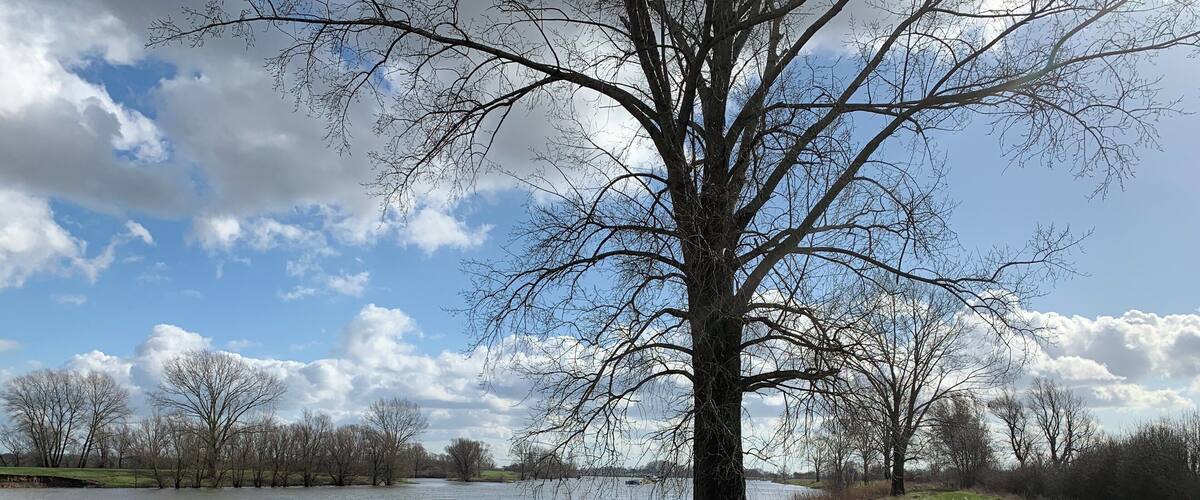 A riverbank with a tree and a path.