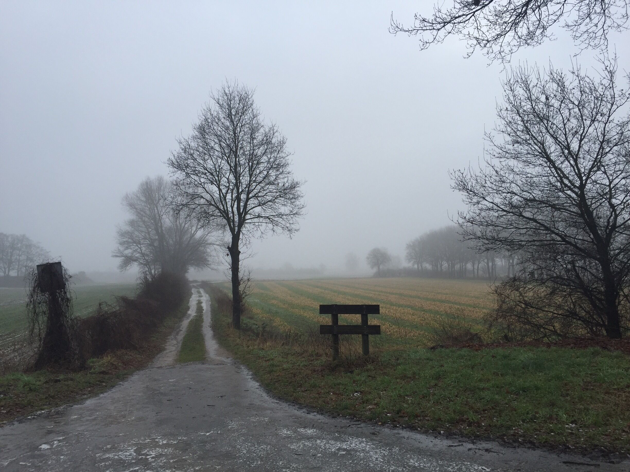 Early morning walk at "de Maasheggen" - Boxmeer the Netherlands 🇳🇱