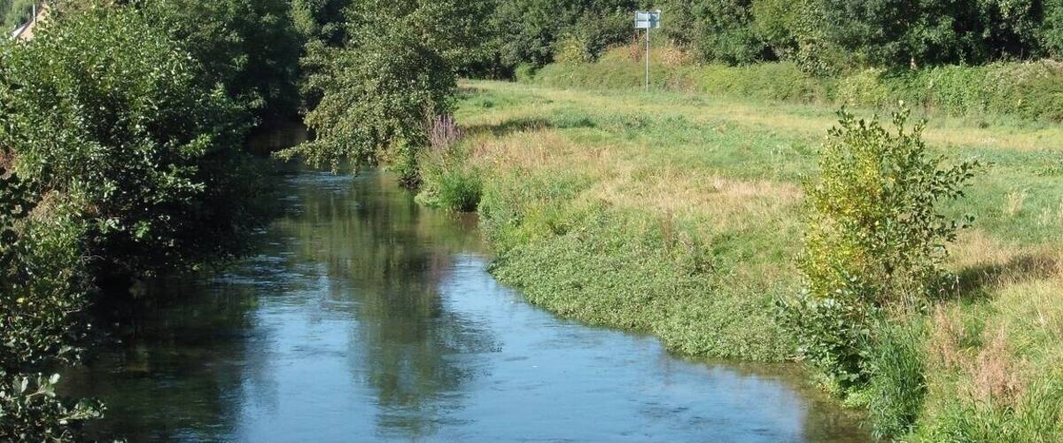 A river flowing through a forested area with dense trees and greenery on both sides.