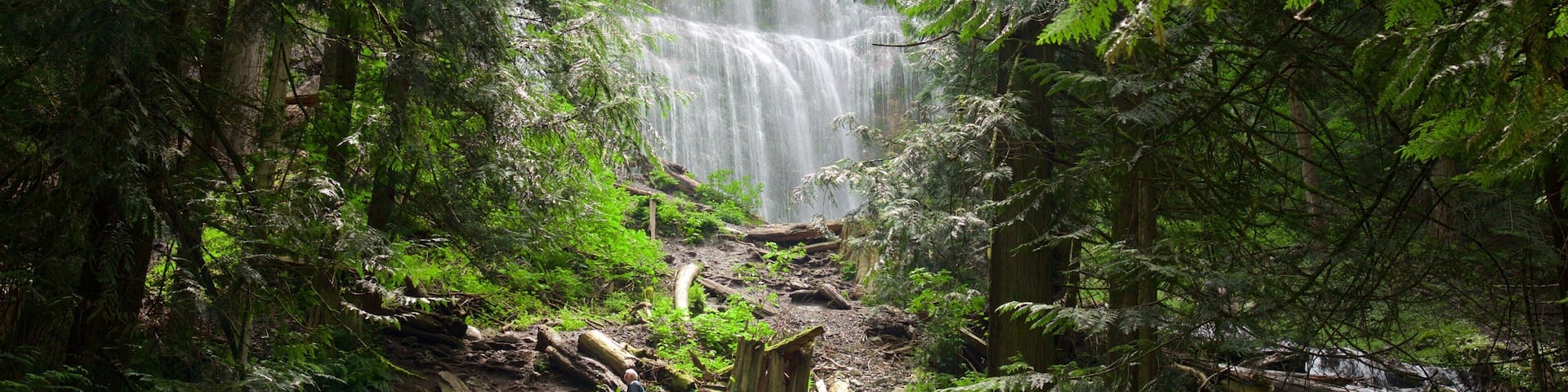 Bridal Veil Falls featuring forest scenes and a waterfall
