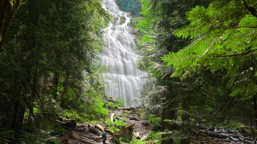 Bridal Veil Falls showing forest scenes and a cascade