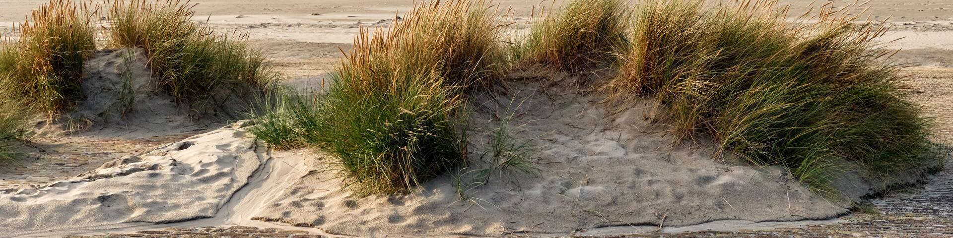 breakwater and marram grass over dunes and storm clouds at Malo-Les-Bains beach in Dunkirk, france