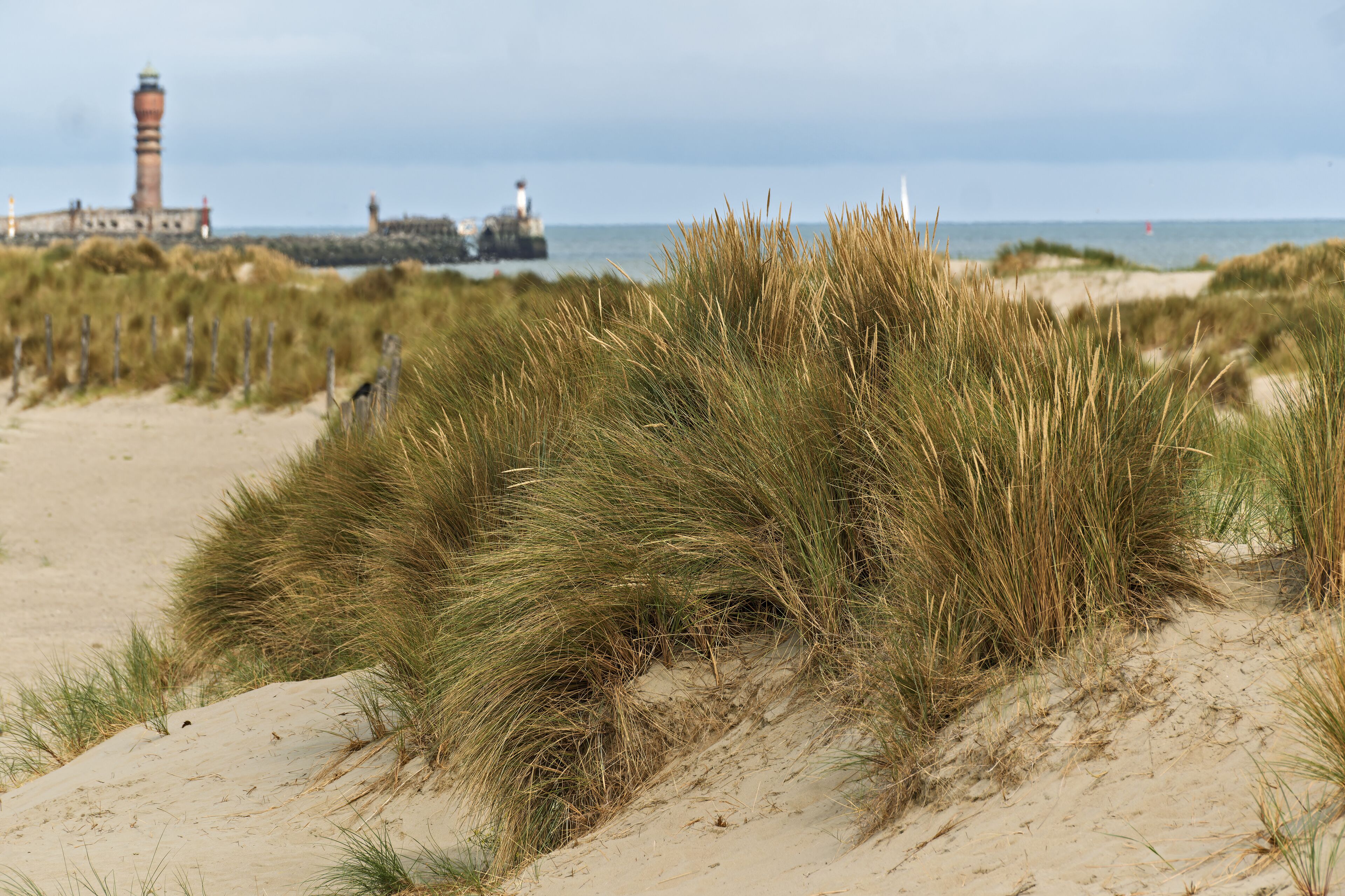 Dunkirk, France, Ammophila arenaria, beachgrass or marram grass, develops from a network of thick rhizomes that give it a firm anchor in its sandy substrate and anchors the dune to resist waves.