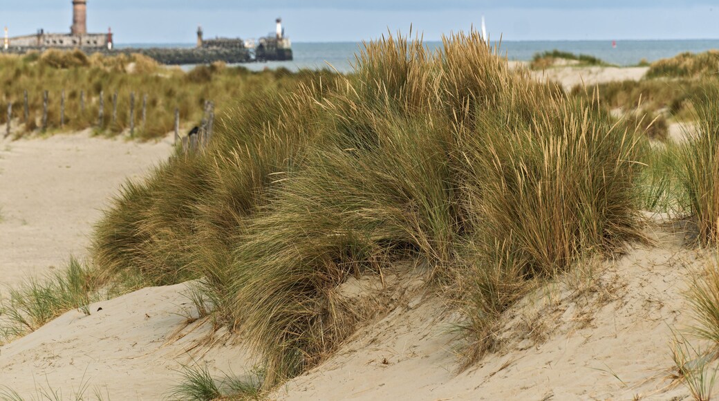 Dunkirk, France, Ammophila arenaria, beachgrass or marram grass, develops from a network of thick rhizomes that give it a firm anchor in its sandy substrate and anchors the dune to resist waves.