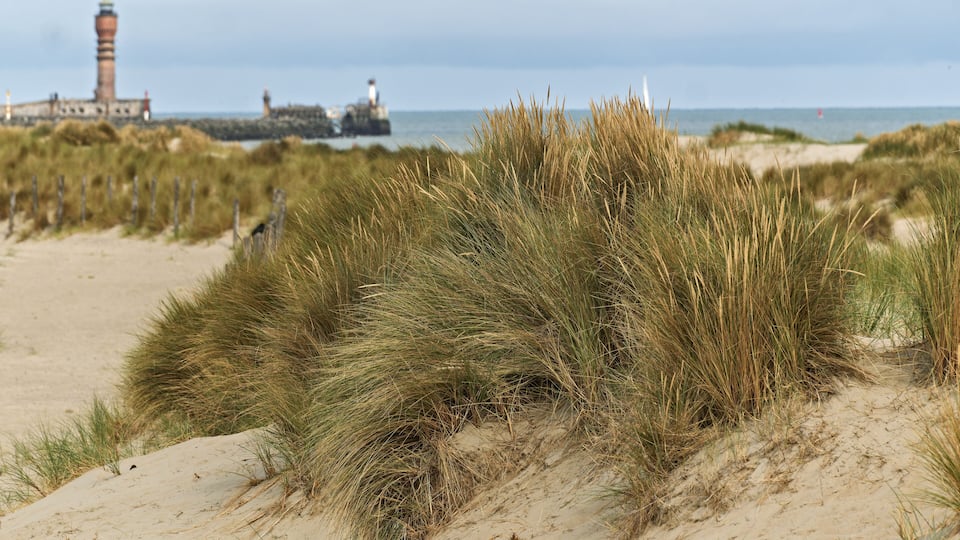 Dunkirk, France, Ammophila arenaria, beachgrass or marram grass, develops from a network of thick rhizomes that give it a firm anchor in its sandy substrate and anchors the dune to resist waves.