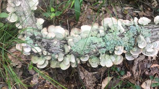 Awesome shaded trails that follow the river plus awesome pieces like this one.