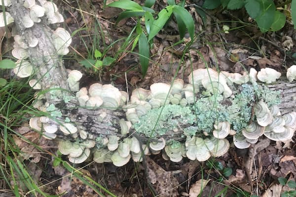 Awesome shaded trails that follow the river plus awesome pieces like this one.