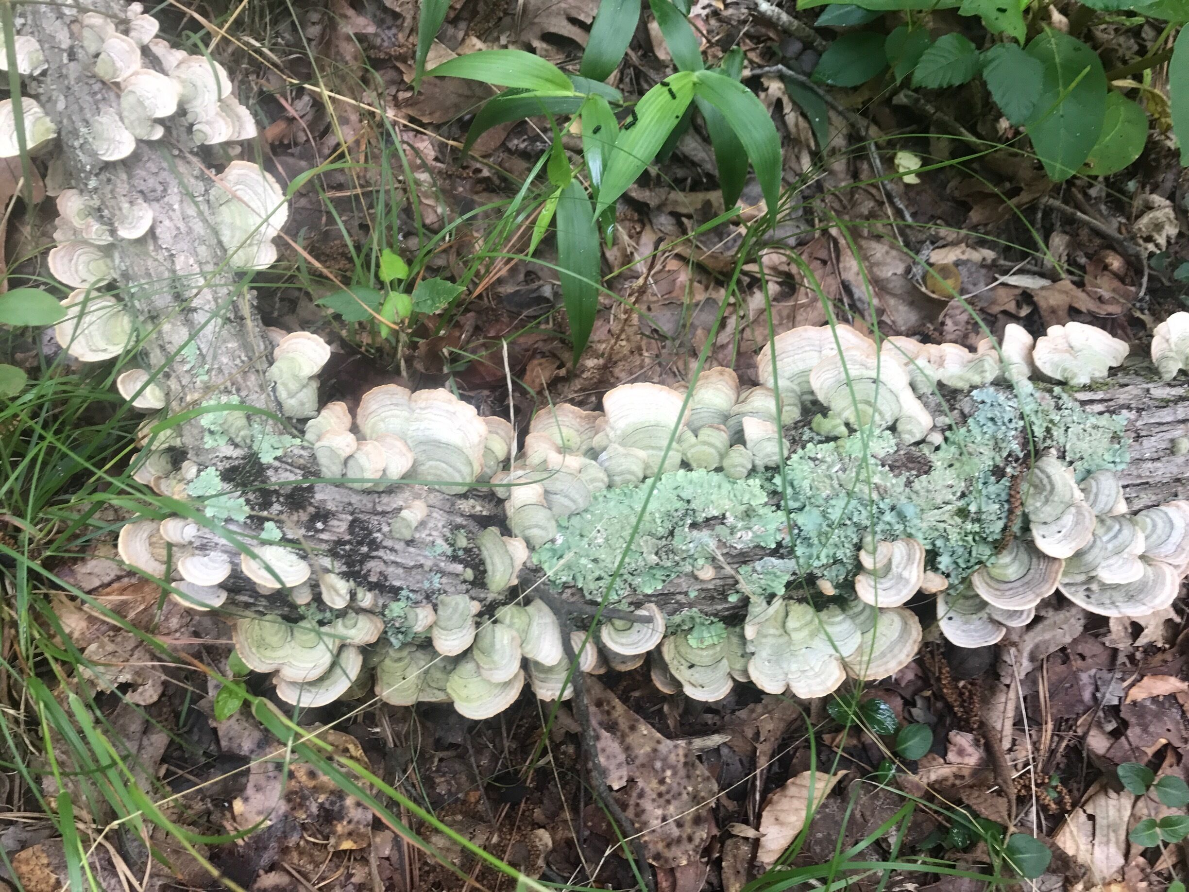 A forest floor with a fallen tree covered in bracket fungi.