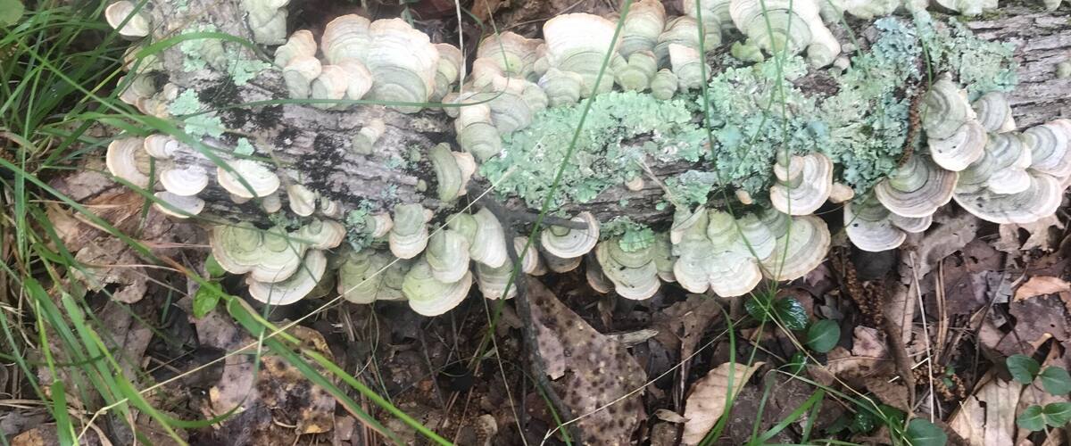 A forest floor with a fallen tree covered in bracket fungi.