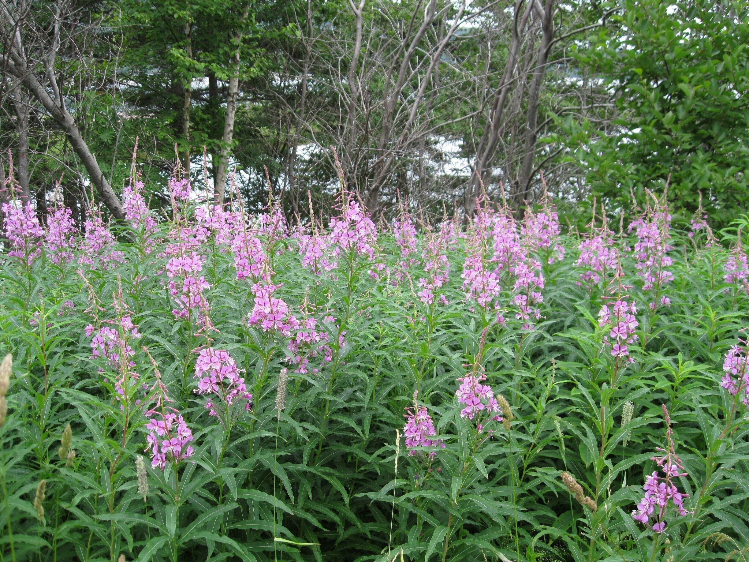 Fields of lupine, seen all over Nova Scotia during summertime.