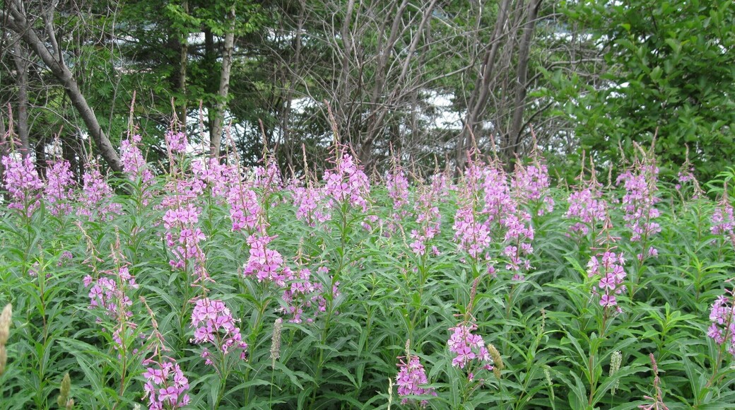 Fields of lupine, seen all over Nova Scotia during summertime.