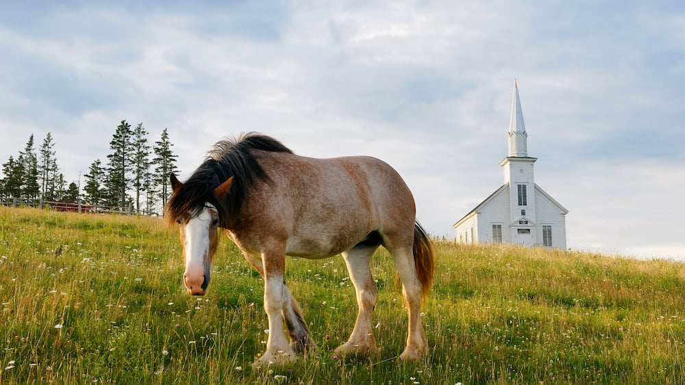 Curious Clydesdale horse and church at Highland Village Museum at Iona Cape Breton