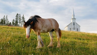 Un caballo pastando en un campo verde con una iglesia al fondo.
