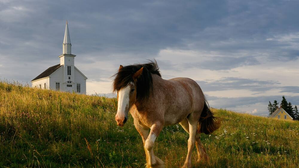 A horse in a grassy field with a white church in the background.