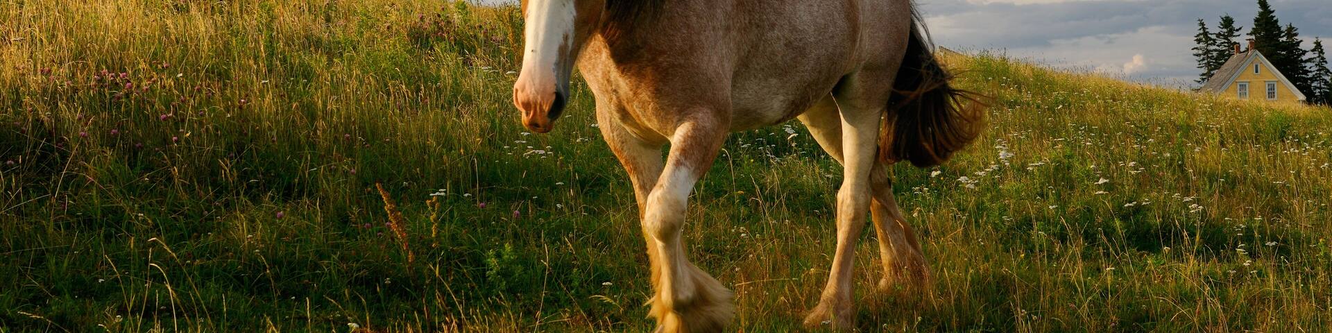 A horse in a grassy field with a white church in the background.