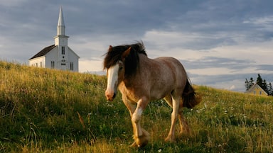 Um cavalo em um campo gramado com uma igreja branca ao fundo.