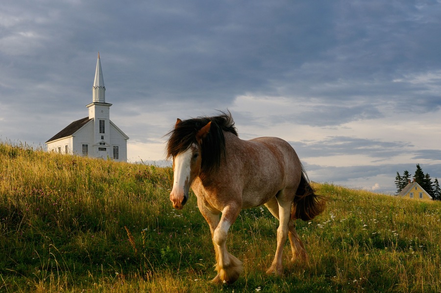A horse in a grassy field with a white church in the background.
