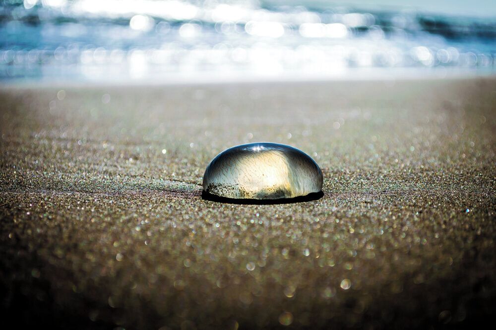 Always watch your steps when walking on the beach. 
