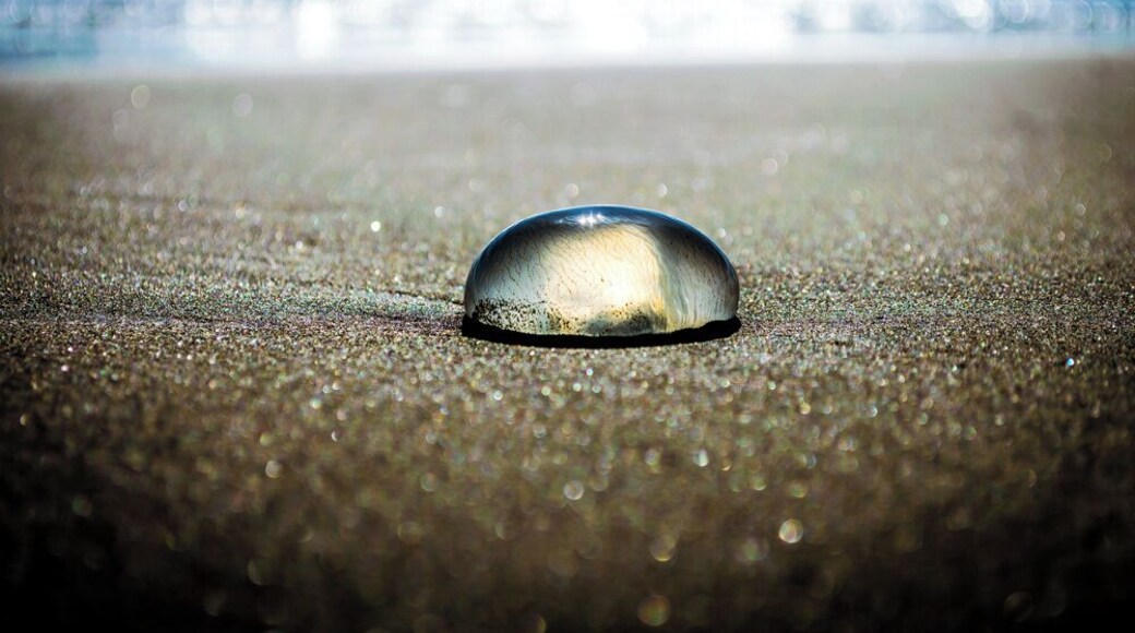 Always watch your steps when walking on the beach.