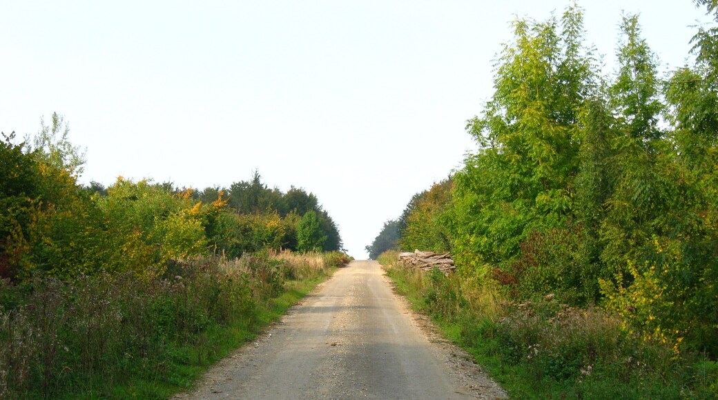 Route forestière de la Vallée Paul