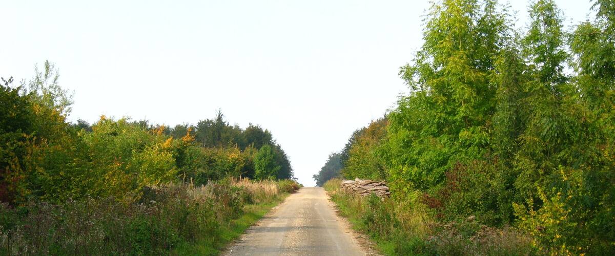 A rural road flanked by dense greenery and trees.