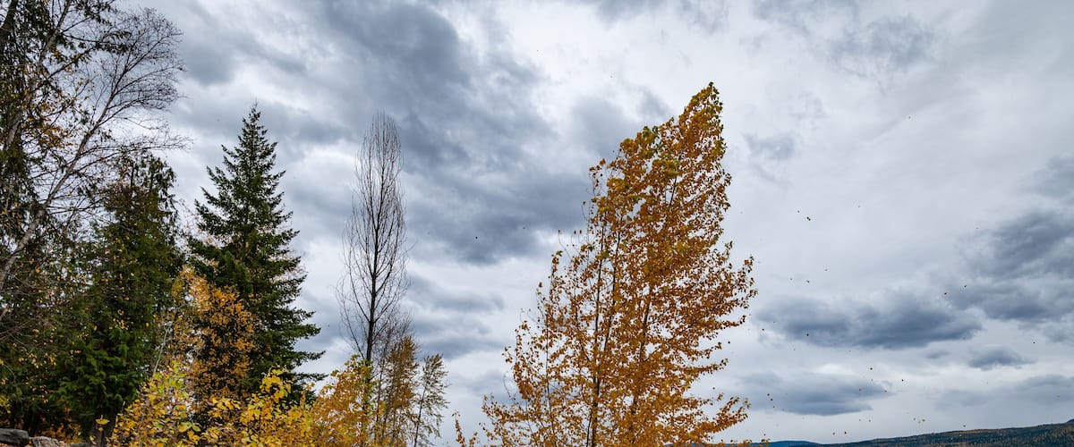 Tree with yellow orange fall color leaves on the North shore of Shuswap Lake in British Columbia, Canada.