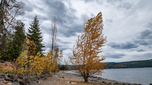 Tree with yellow orange fall color leaves on the North shore of Shuswap Lake in British Columbia, Canada.