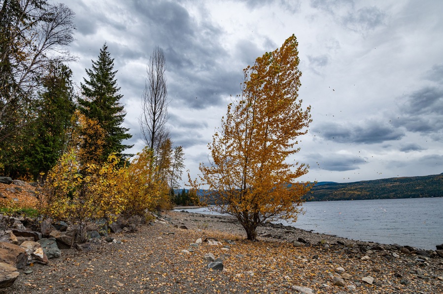 Tree with yellow orange fall color leaves on the North shore of Shuswap Lake in British Columbia, Canada.
