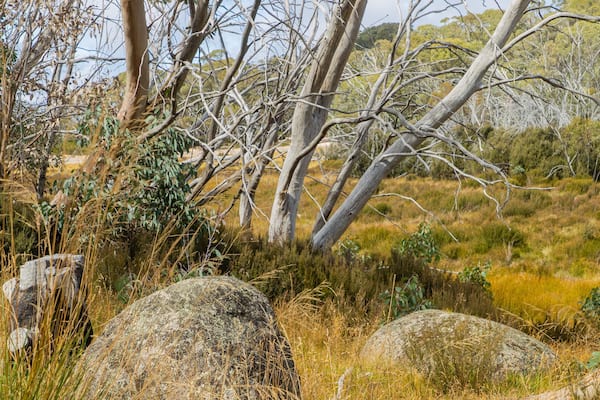 Mount Buffalo National Park featuring tranquil scenes