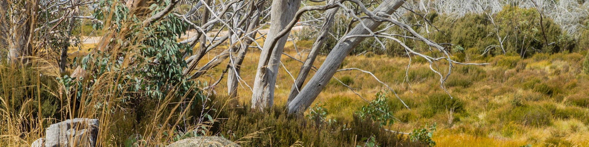 Mount Buffalo National Park featuring tranquil scenes