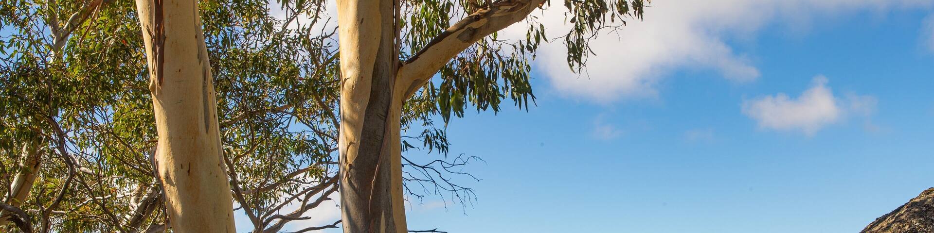 Mount Buffalo National Park which includes views as well as an individual male