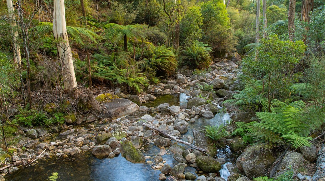 Mount Buffalo National Park featuring a river or creek and forests