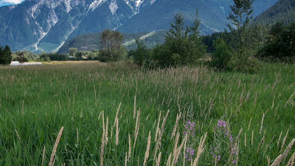 A field with tall grass and purple flowers, a mountain range with snow-capped peaks, and a clear blue sky.