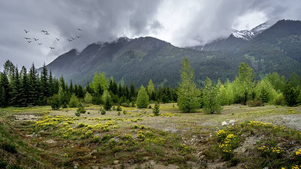 A mountainous landscape with a field of yellow flowers, dense coniferous trees, and a flock of birds flying in the sky.
