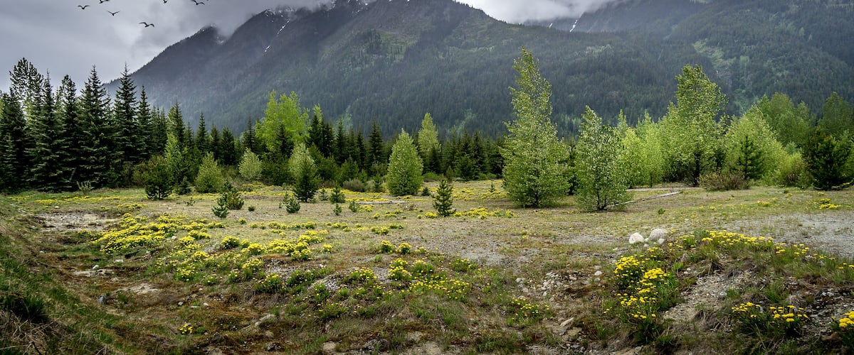 A mountainous landscape with a field of yellow flowers, dense coniferous trees, and a flock of birds flying in the sky.