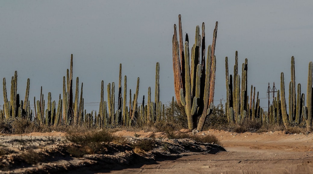 Sahuaros, Pitahaya, y otras especies de Cactus y matorrales espinos característicos del del desierto sonorense por la carretera a Bahia de Kino y San Nicolas en Sonora Mexico.