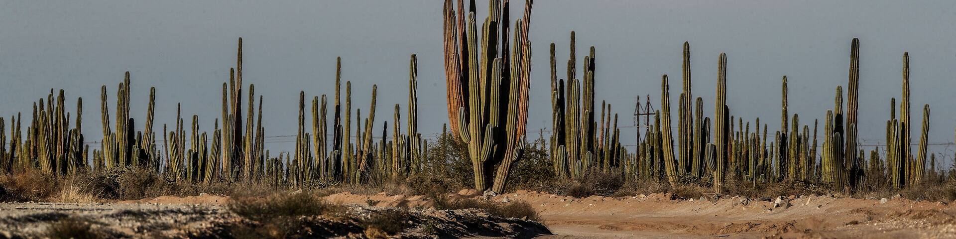 Sahuaros, Pitahaya, y otras especies de Cactus y matorrales espinos característicos del del desierto sonorense por la carretera a Bahia de Kino y San Nicolas en Sonora Mexico.