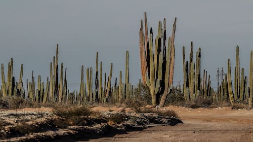 Sahuaros, Pitahaya, y otras especies de Cactus y matorrales espinos característicos del del desierto sonorense por la carretera a Bahia de Kino y San Nicolas en Sonora Mexico.