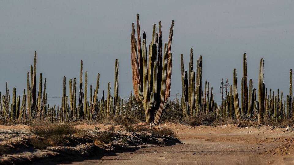 A desert landscape with a dirt road and numerous tall cacti.