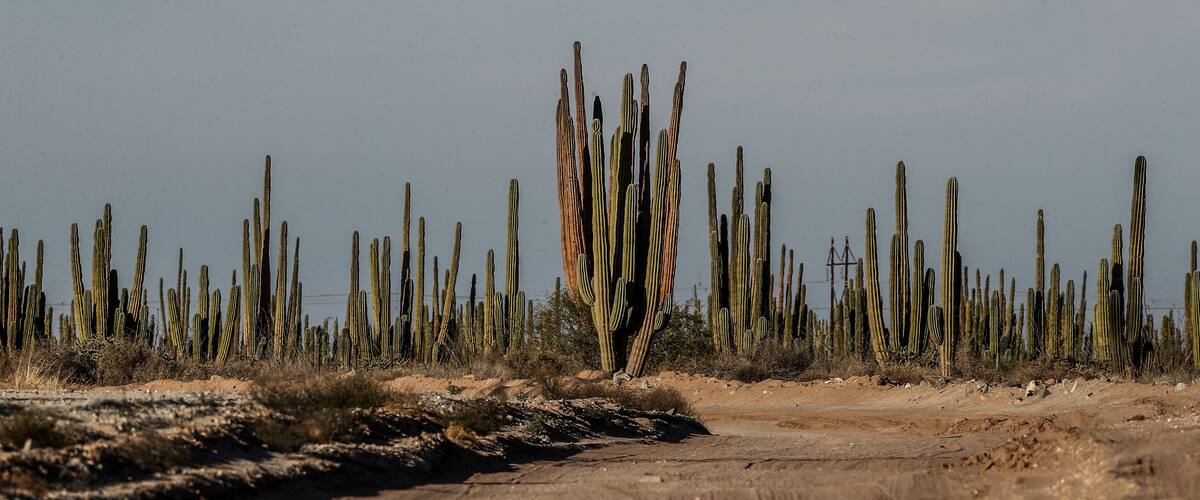 A desert landscape with a dirt road and numerous tall cacti.