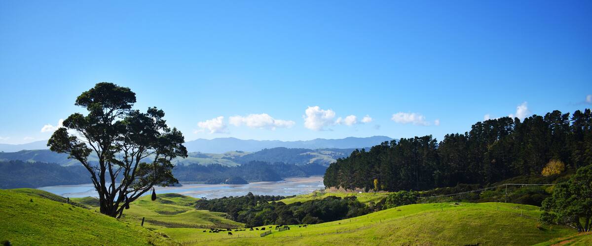 A green hillside with a tree, a fence, and a body of water in the distance.