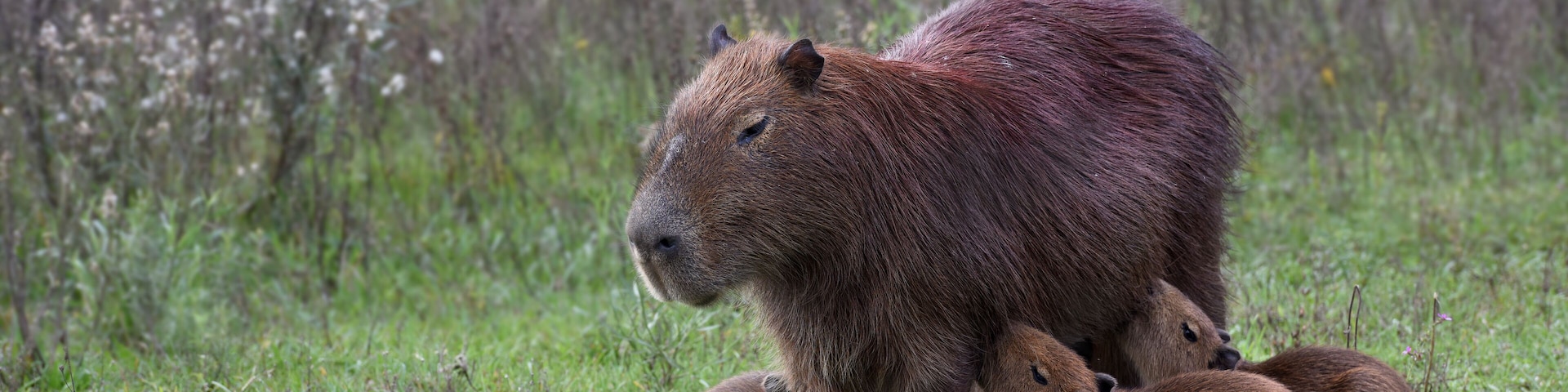 A capybara with its offspring in a grassy field.